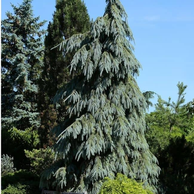 Ever_Red_Lorepetalum_5_FGT_650x