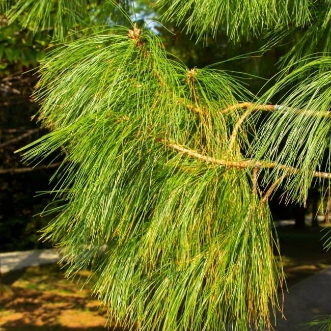 Ever_Red_Lorepetalum_5_FGT_650x