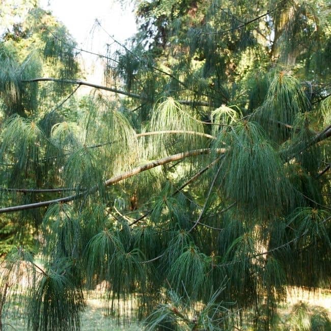 Ever_Red_Lorepetalum_5_FGT_650x