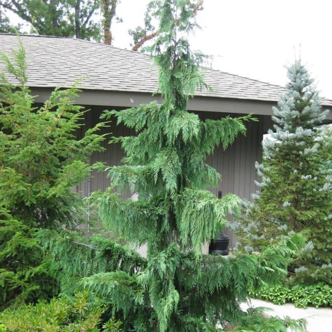 Weeping Alaskan Cedar_main