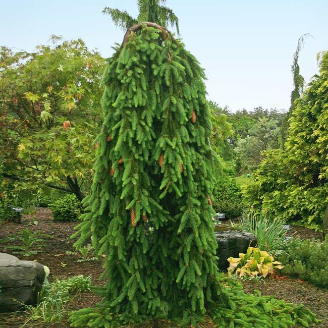 Weeping Norway Spruce 2