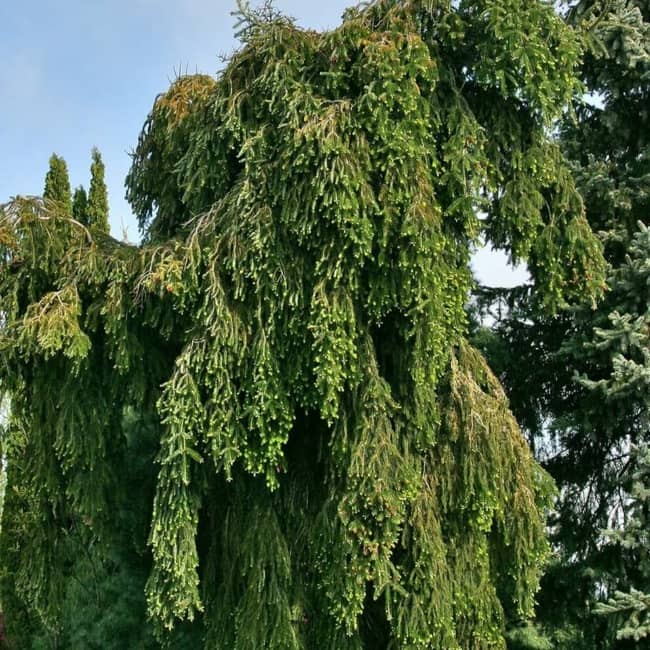 Weeping Silver Fir_main