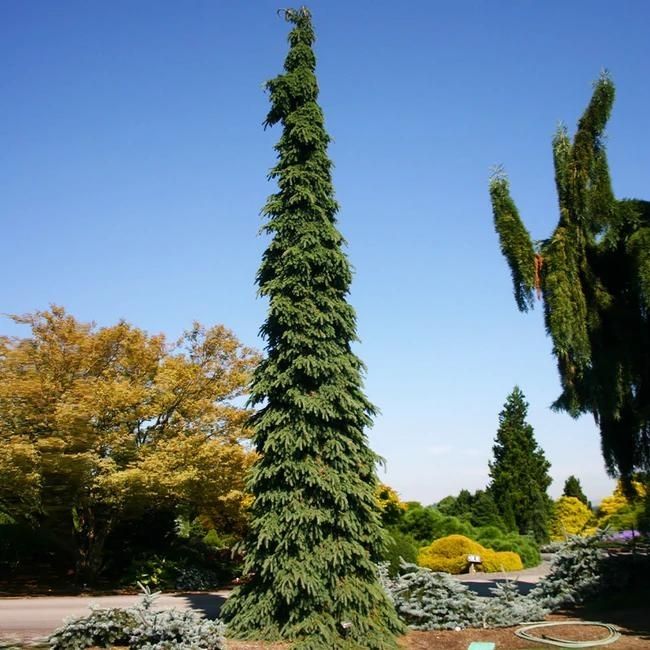 Weeping White Spruce
