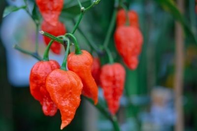 When To Pick Habaneros