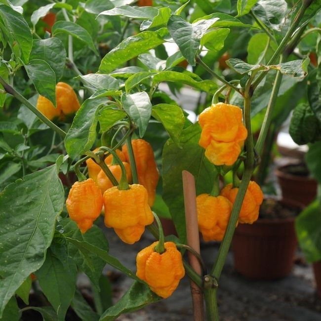Yellow habaneros