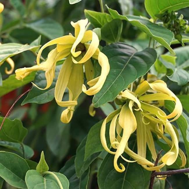 Ylang Ylang Tree