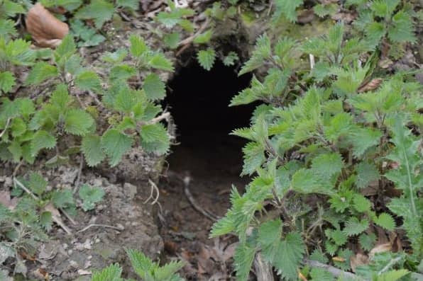 How to Get Rid of Rabbits in Your Yard