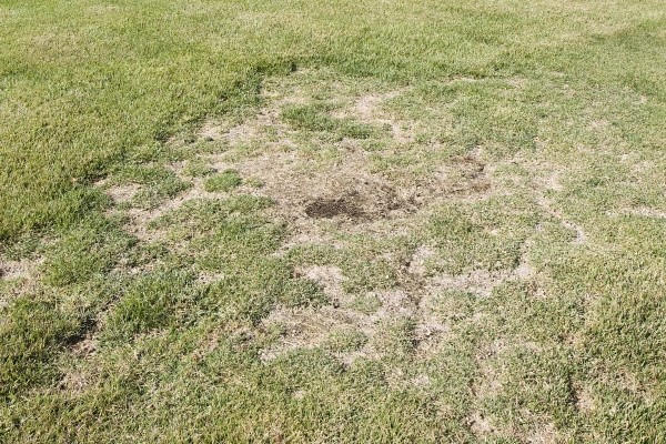 Rabbit Damage on Lawn