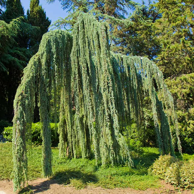 weeping Blue Atlas Cedar