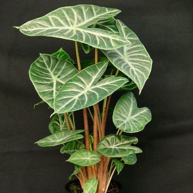 Alocasia Ivory Coast.