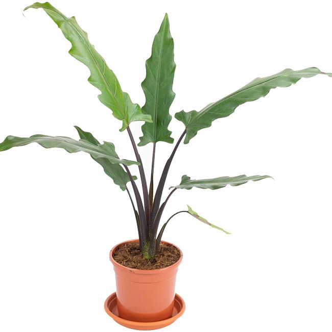 Alocasia Lauterbachiana.