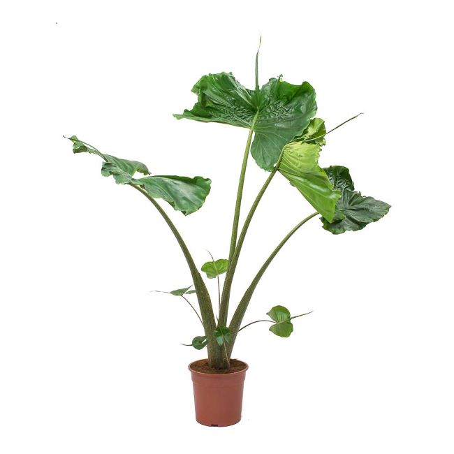 Alocasia Macrorrhiza Stingray
