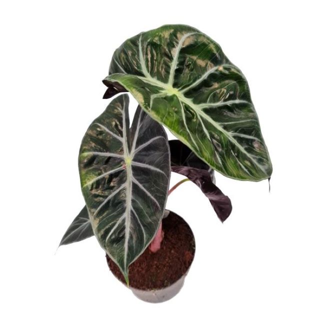 pink dragon alocasia