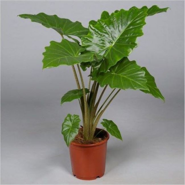 Alocasia Portodora