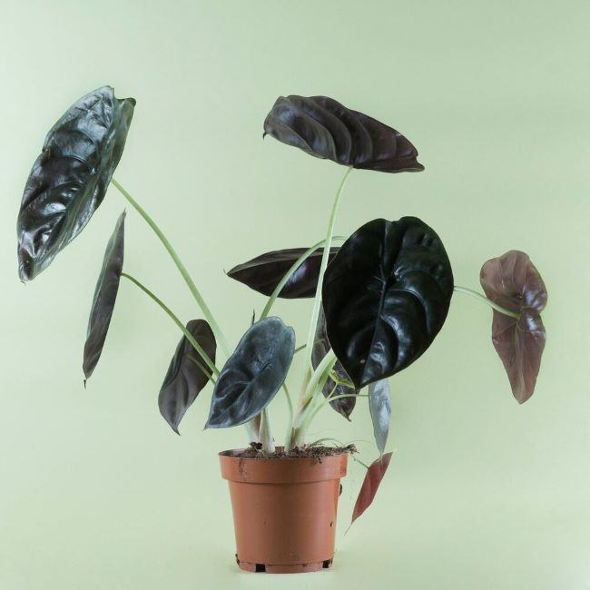 alocasia red secret