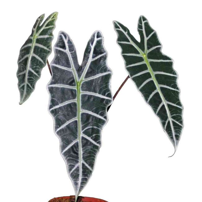 Alocasia Sanderiana