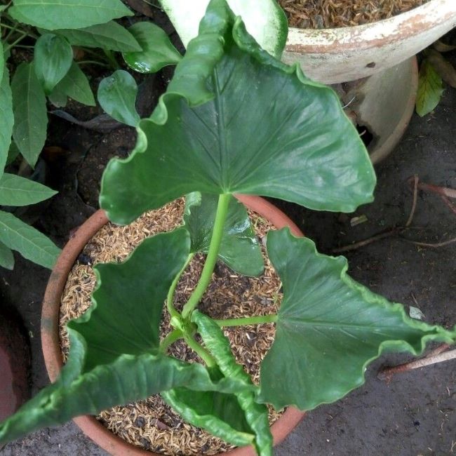 Alocasia Triangularis