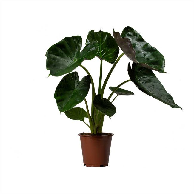 Alocasia-Wentii