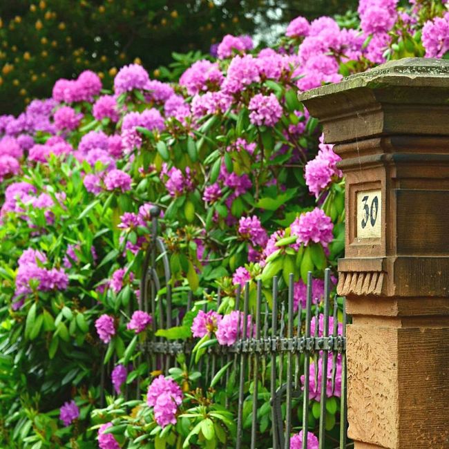 Autumn Royalty® Encore® Azalea