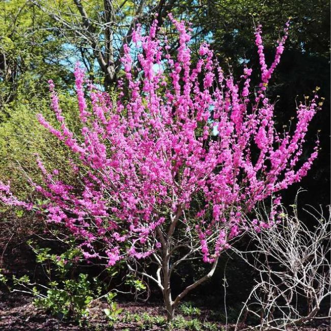 Avondale Redbud Tree