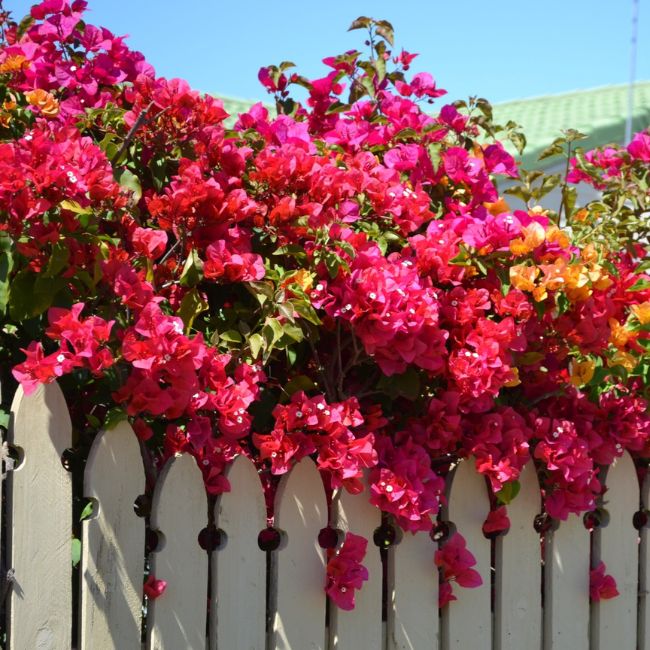 Barbara Karst Bougainvillea