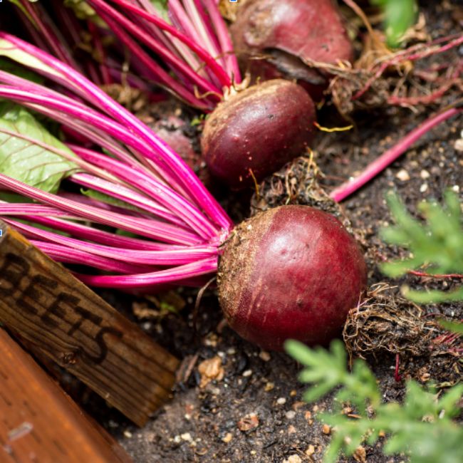 Beetroot