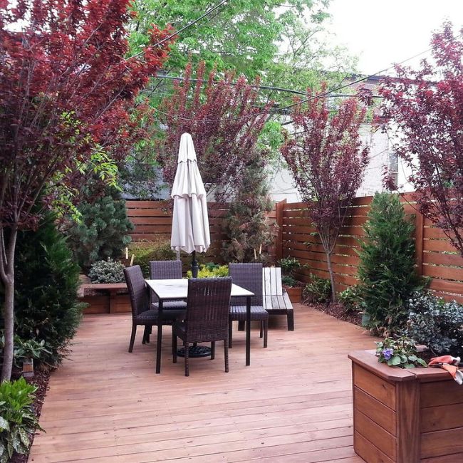 Canada Red Chokecherry