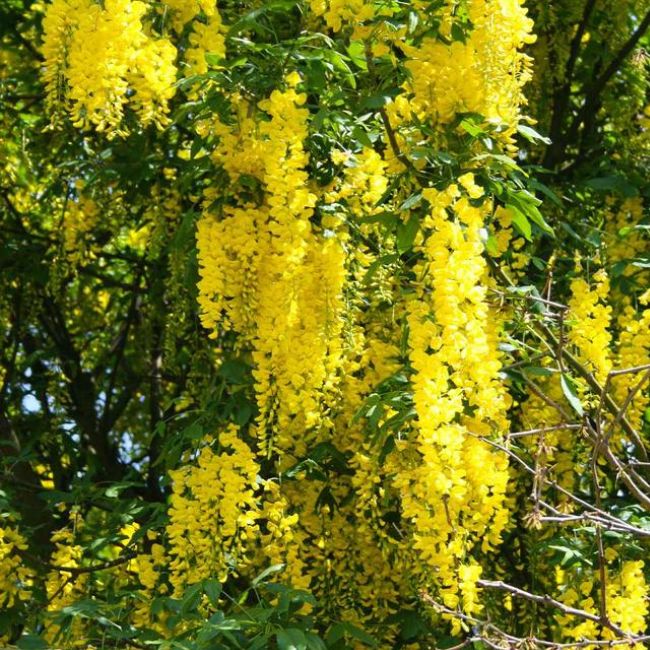 Columnar Goldenchain Tree