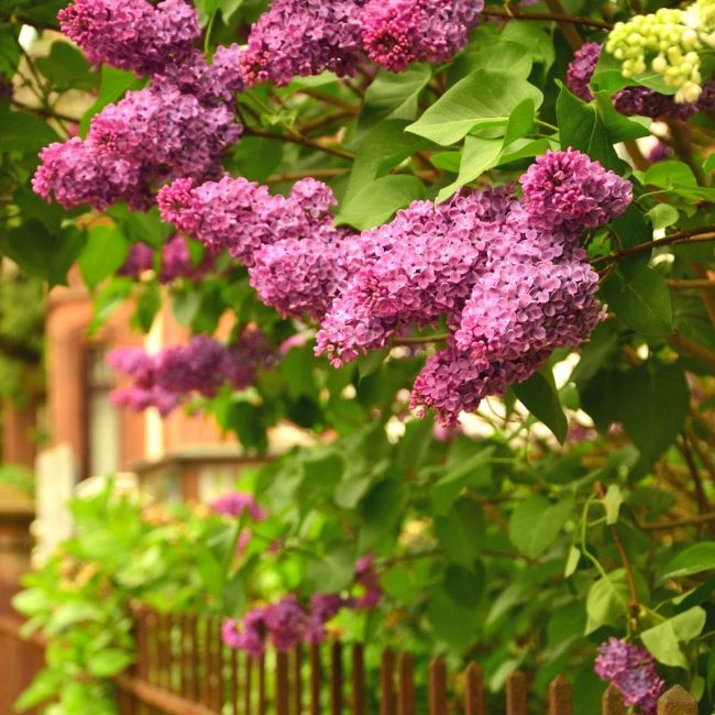 Common lilac