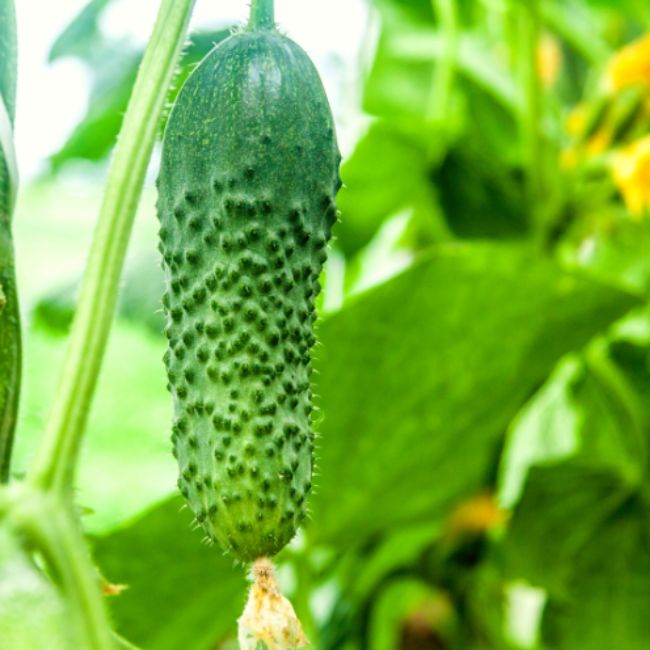 Cucumbers