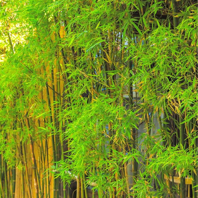Graceful Bamboo