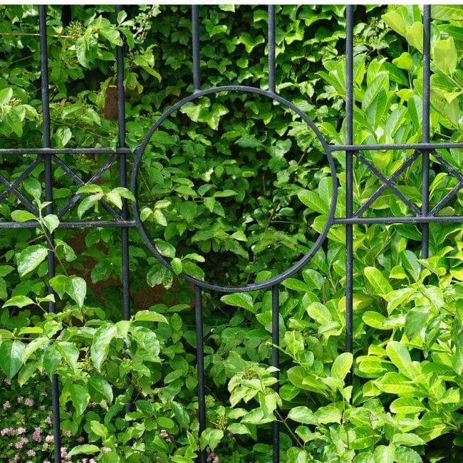 Greenfinity Cherry Laurel