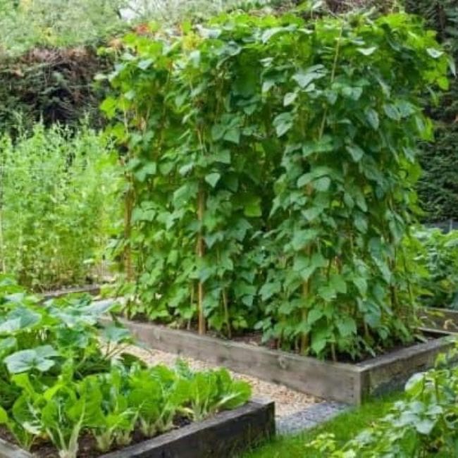 Grow A Vertical Vegetable Garden