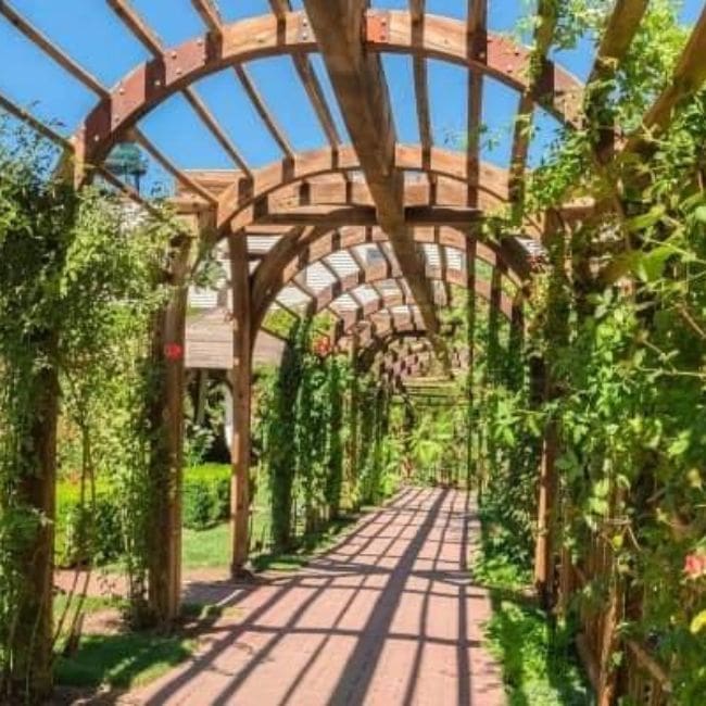 Grow Climbers Over an Arbor and Pergola