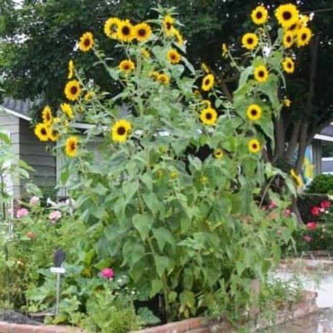 Grow Giant Sunflowers