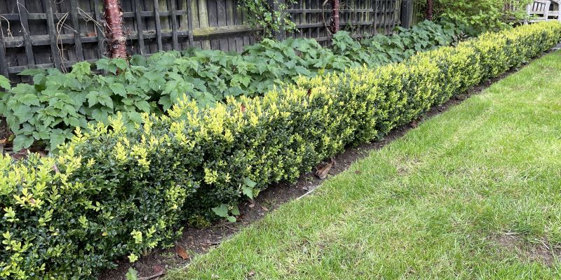 Here is my boxwood hedge bordering my lawn. It looks great.