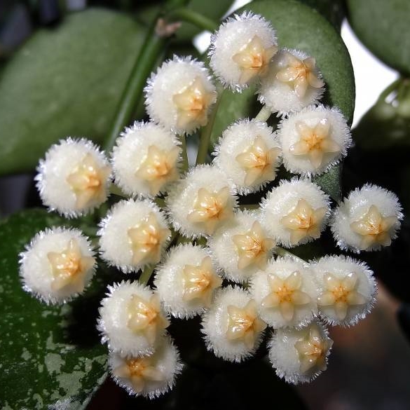 Hoya Lacunosa Cinnamon.