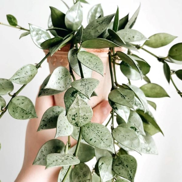 Hoya Lacunosa Eskimo.