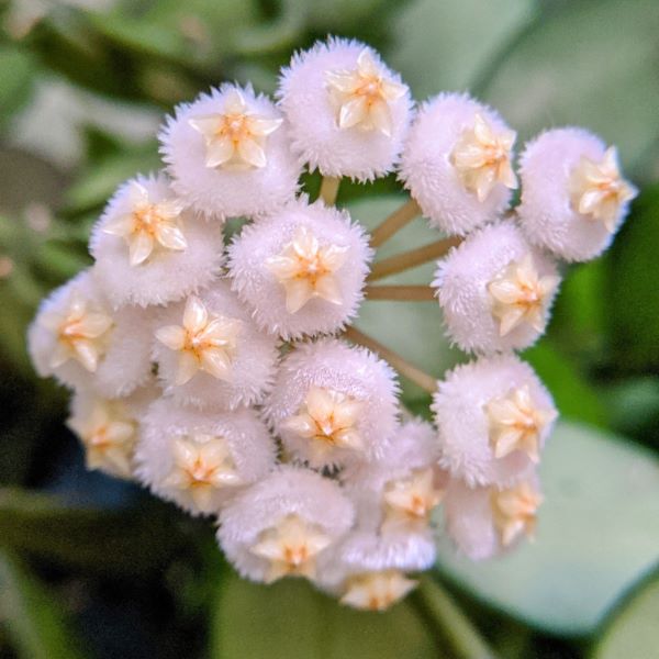 Hoya Lacunosa Langkawi Island.