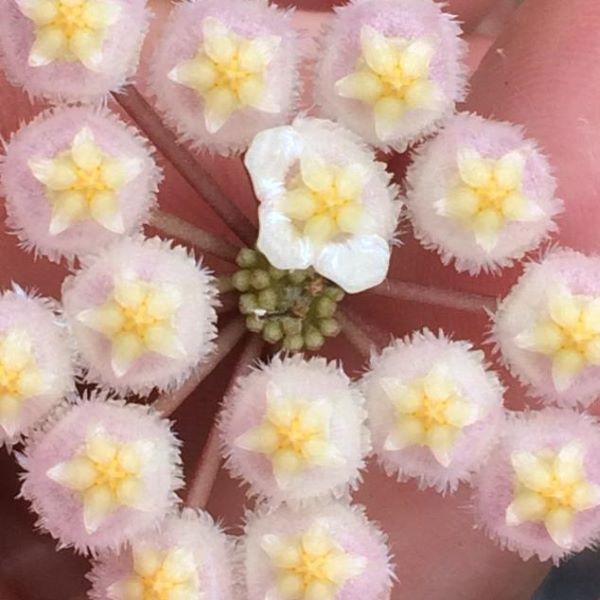 Hoya Lacunosa Ruby Sue.