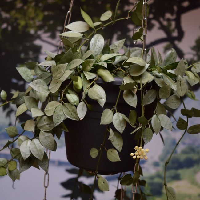 Hoya Lacunosa Silver
