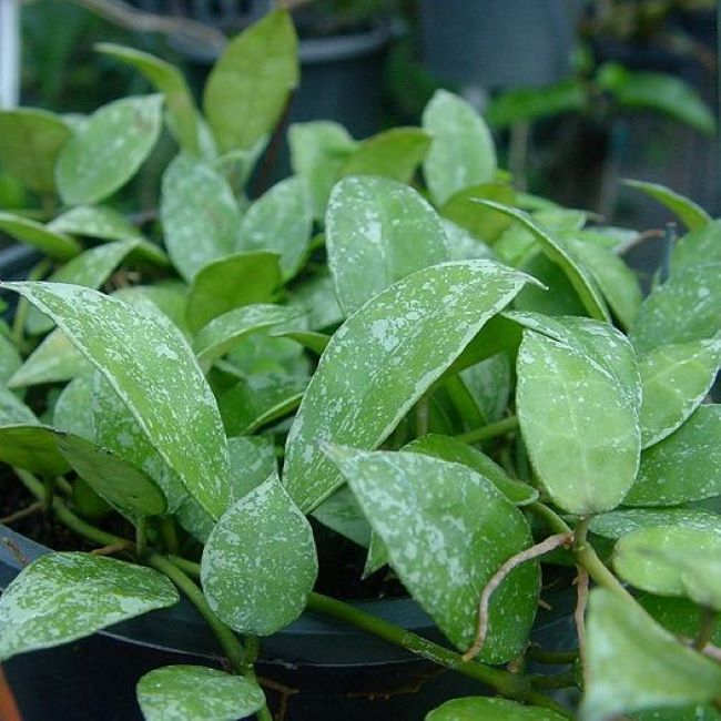 Hoya Lacunosa Snow Caps