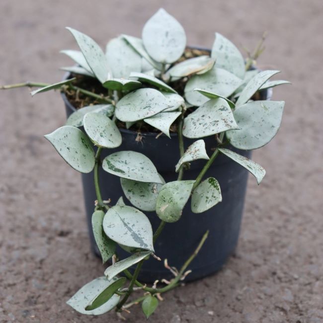 Hoya Lacunosa Splash