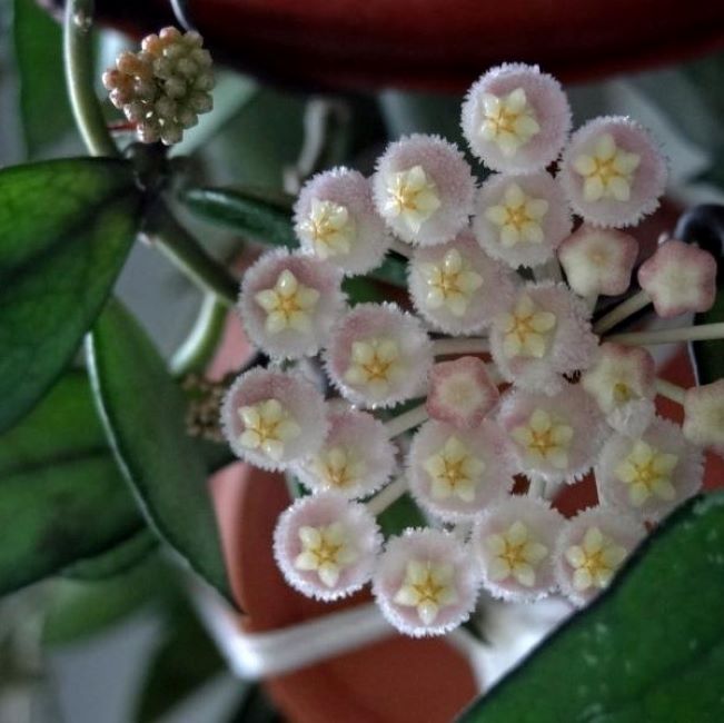 Hoya Lacunosa Tove