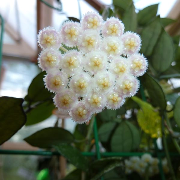 Hoya lacunosa Royal Flush.