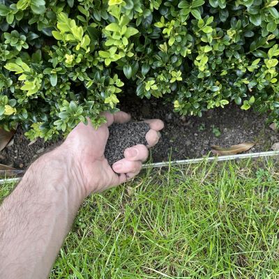 I top dress a handful of fertilizer along my boxwood hedges