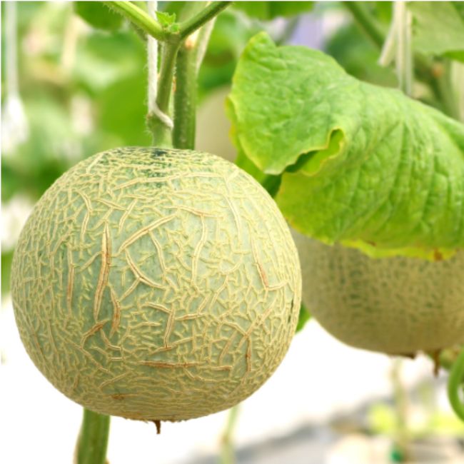 Melons