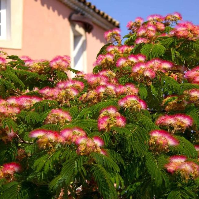 Mimosa Tree
