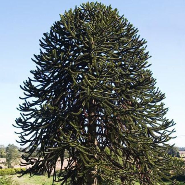 Monkey Puzzle Tree