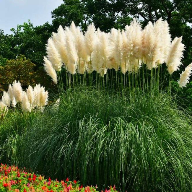 Pampas Grass
